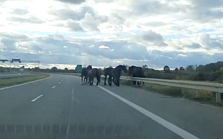Niebezpiecznie w okolicach Ełku. Stado koni szło ruchliwą drogą